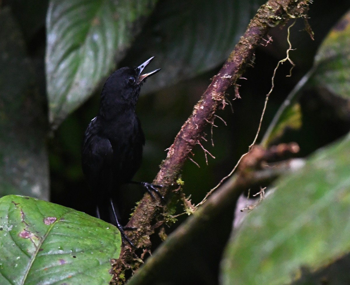 Stub-tailed Antbird - Joshua Vandermeulen