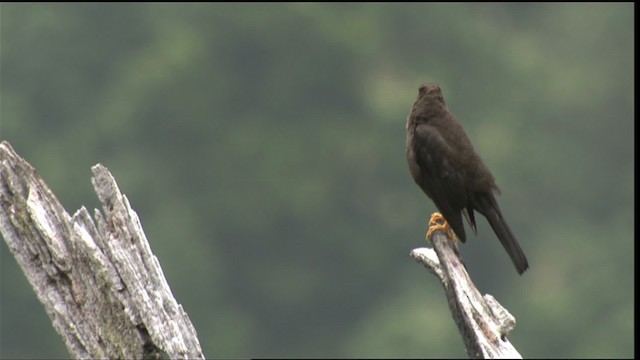 Sooty Thrush - ML409129