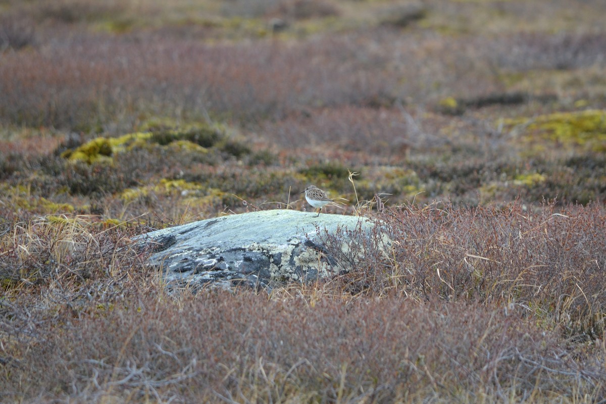 Semipalmated Sandpiper - ML409129111