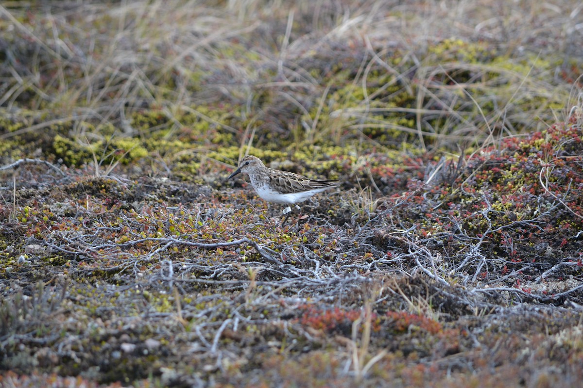 Semipalmated Sandpiper - ML409129631