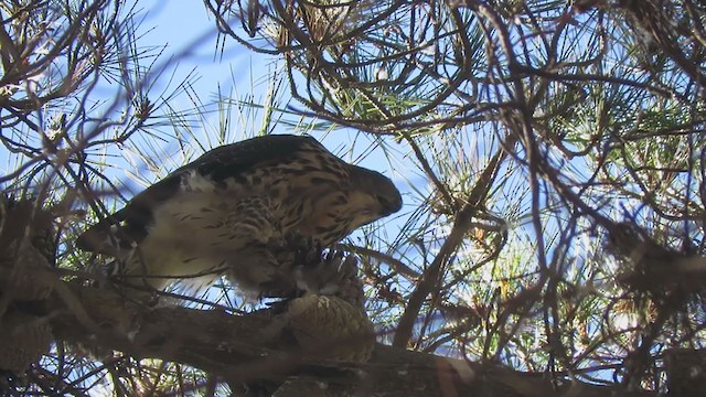 Chilean Hawk - ML409129681
