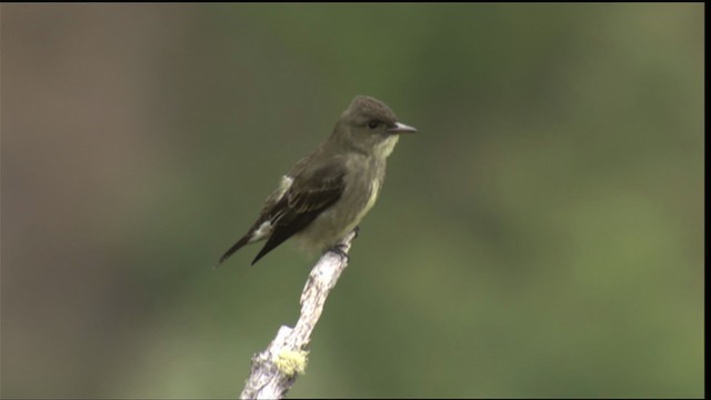 Olive-sided Flycatcher - ML409130