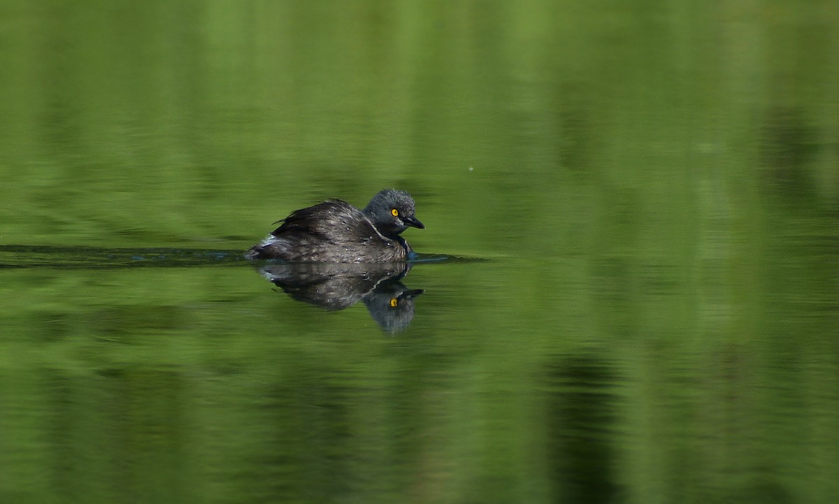 Least Grebe - Jorge Dangel