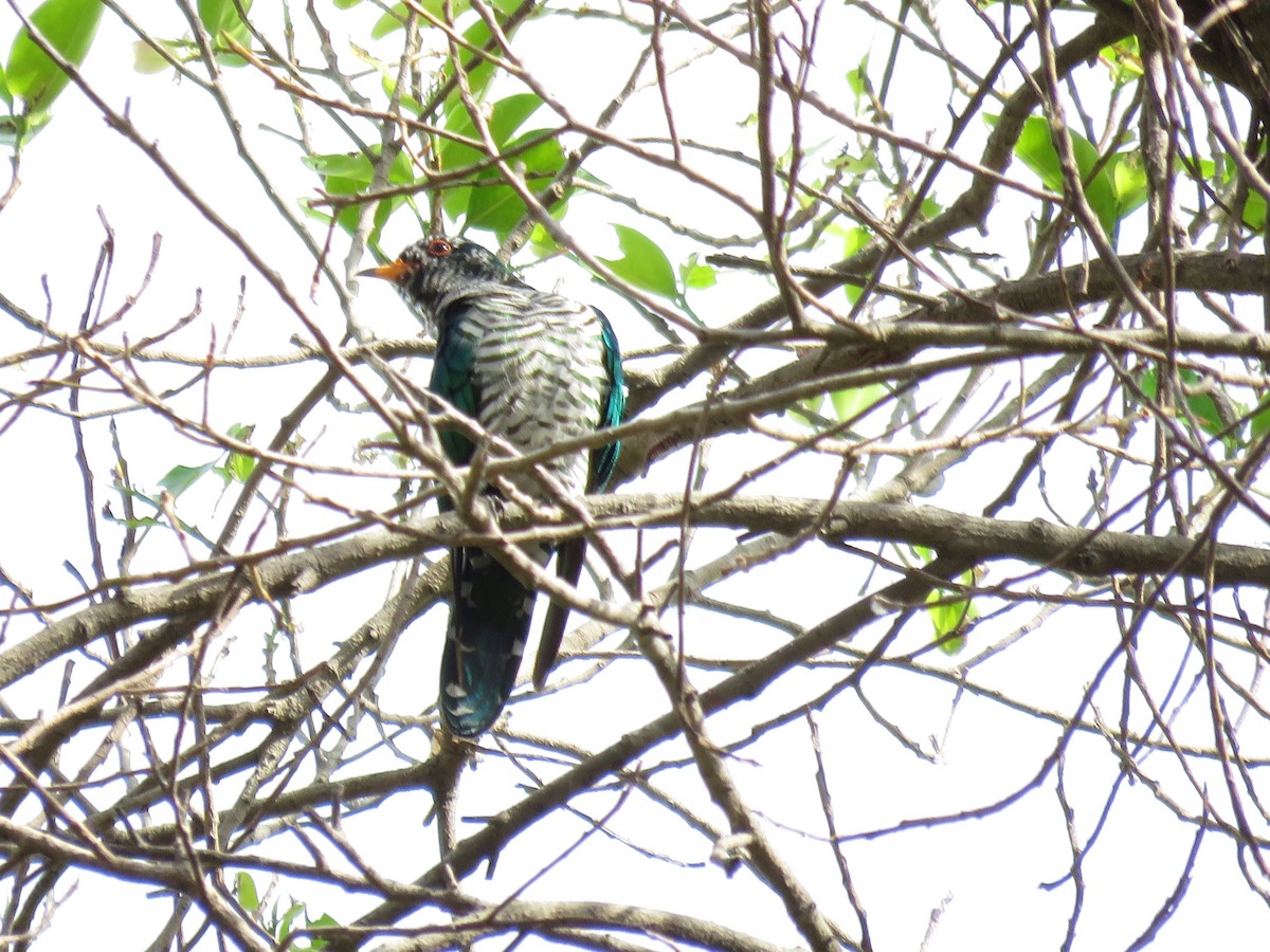 Asian Emerald Cuckoo - ML409130301
