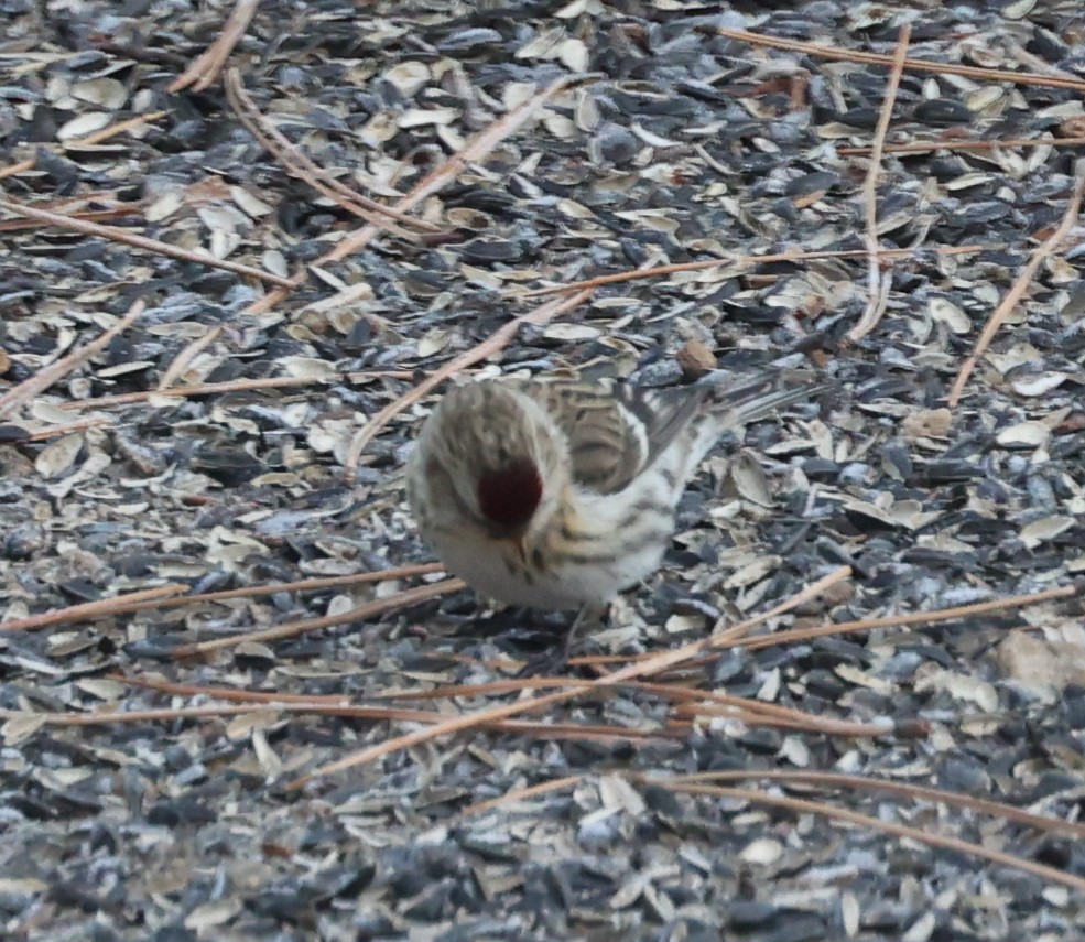 Common Redpoll - ML409130471