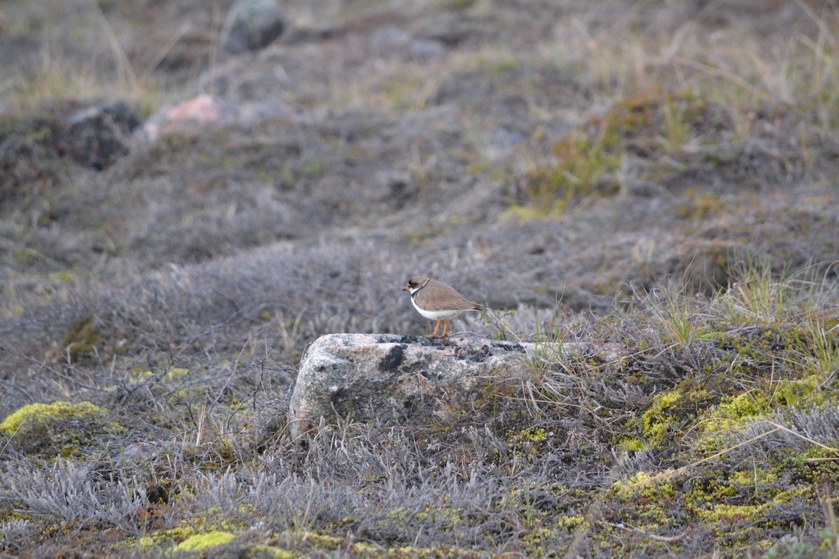 Semipalmated Plover - ML409130921