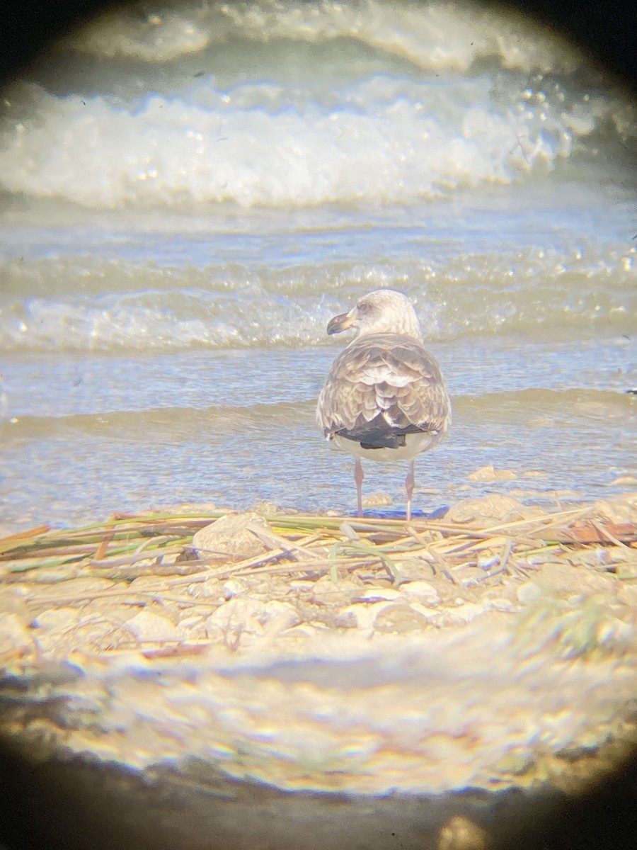 Yellow-footed Gull - ML409131061