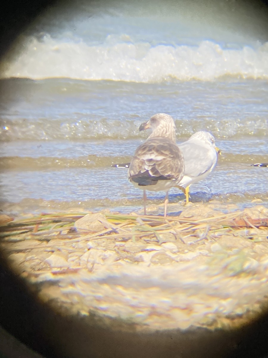 Yellow-footed Gull - ML409131081