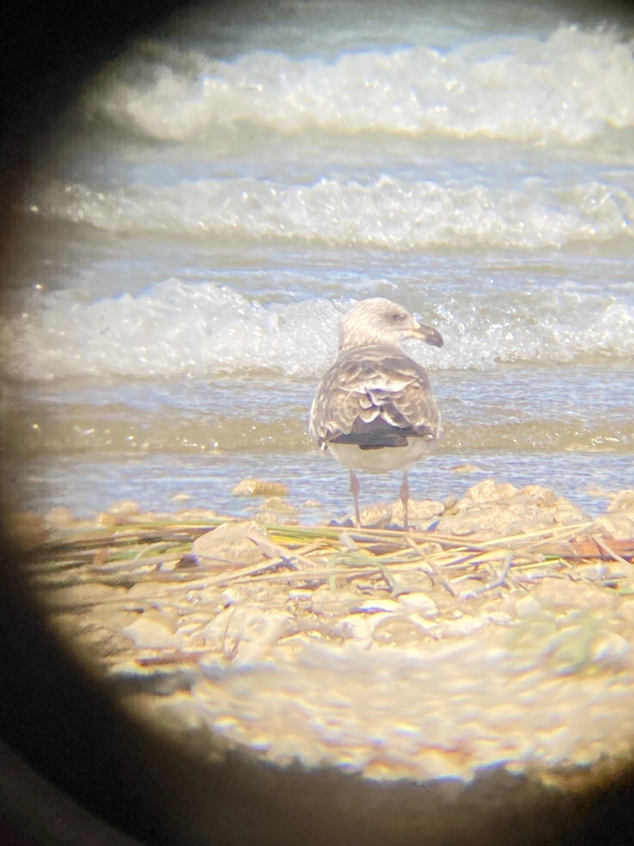 Yellow-footed Gull - ML409131091