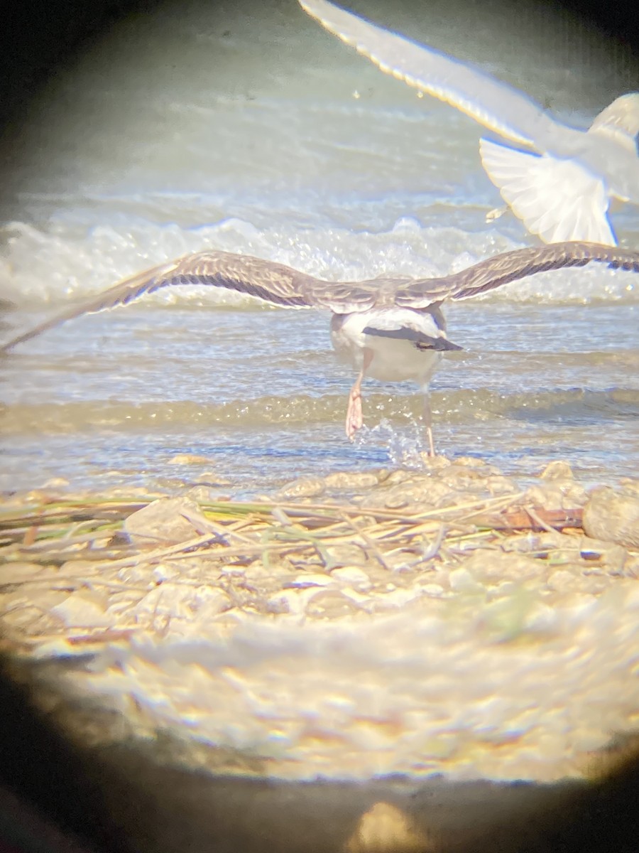 Yellow-footed Gull - Jacob Bagley