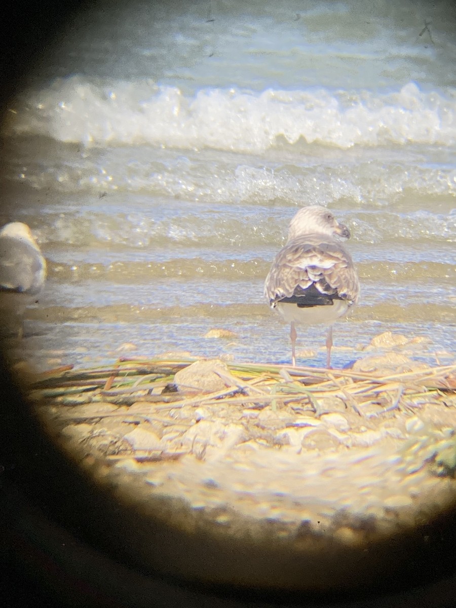 Yellow-footed Gull - ML409131191