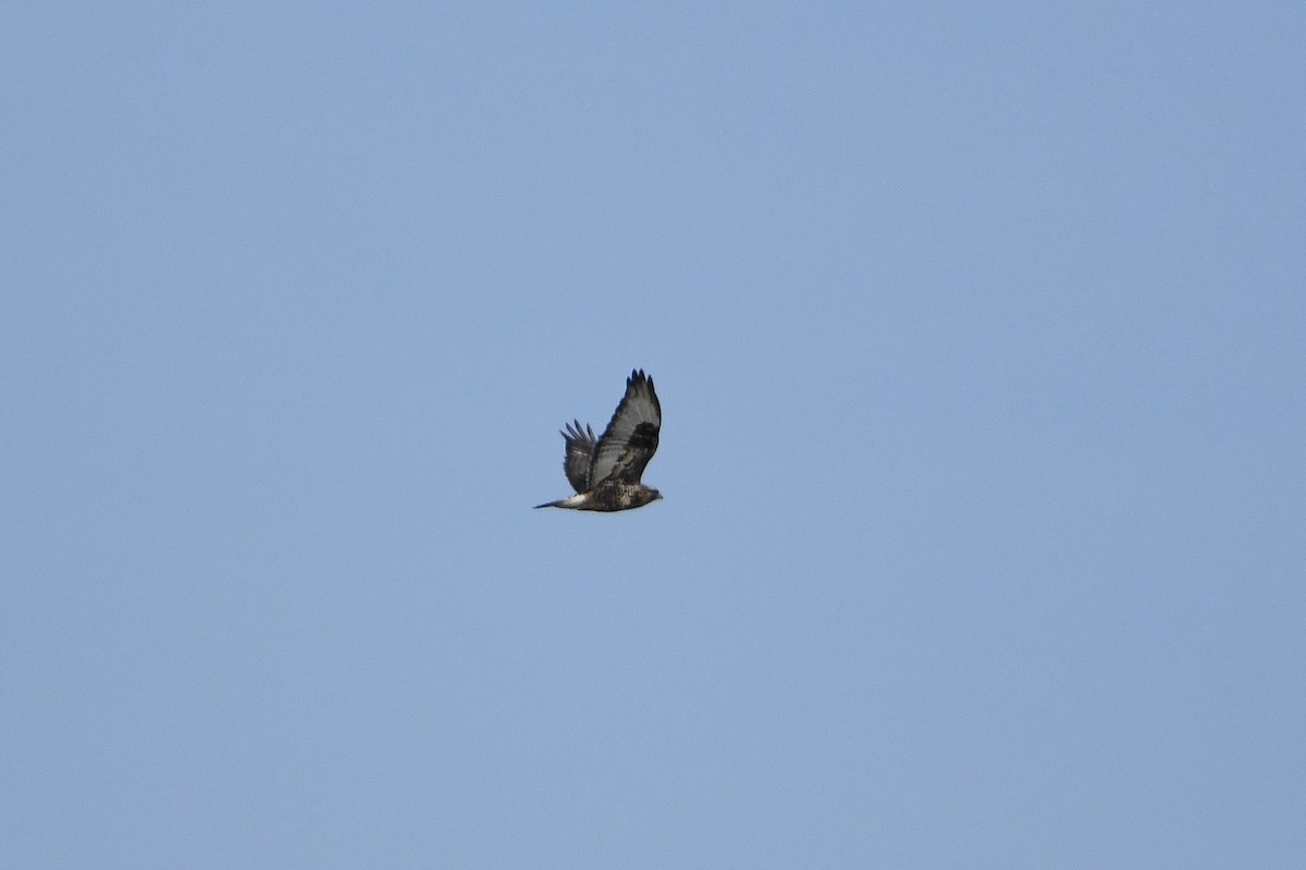 Rough-legged Hawk - ML409132621