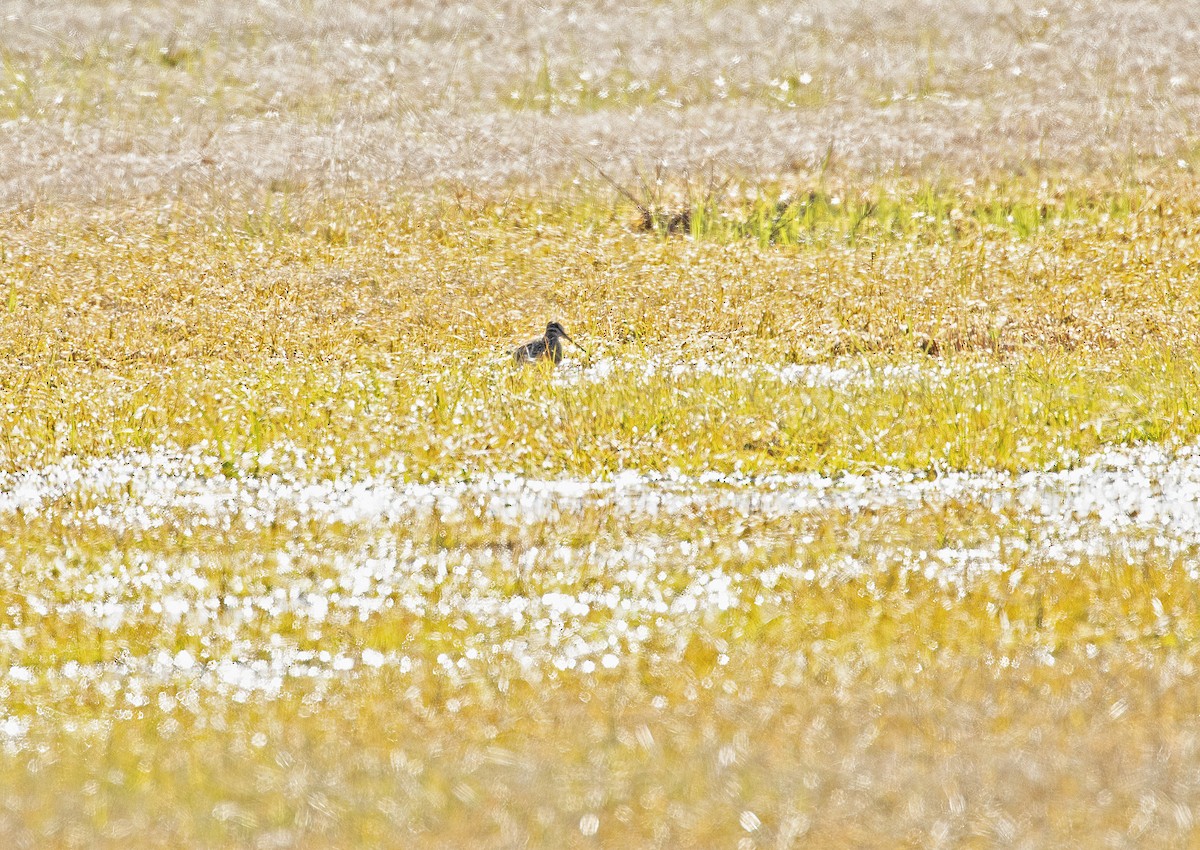 Wilson's Snipe - ML409133321