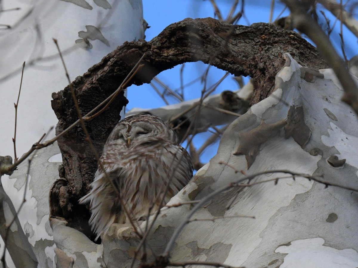 Сова неоарктична - ML409133331