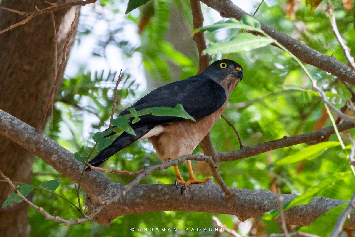 Chinese Sparrowhawk - ML409134081