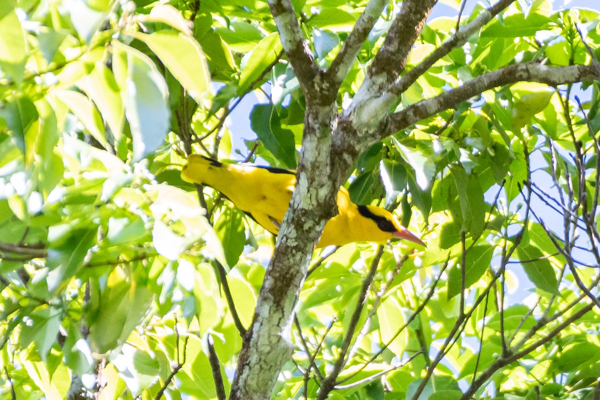 Slender-billed Oriole - Andaman Kaosung