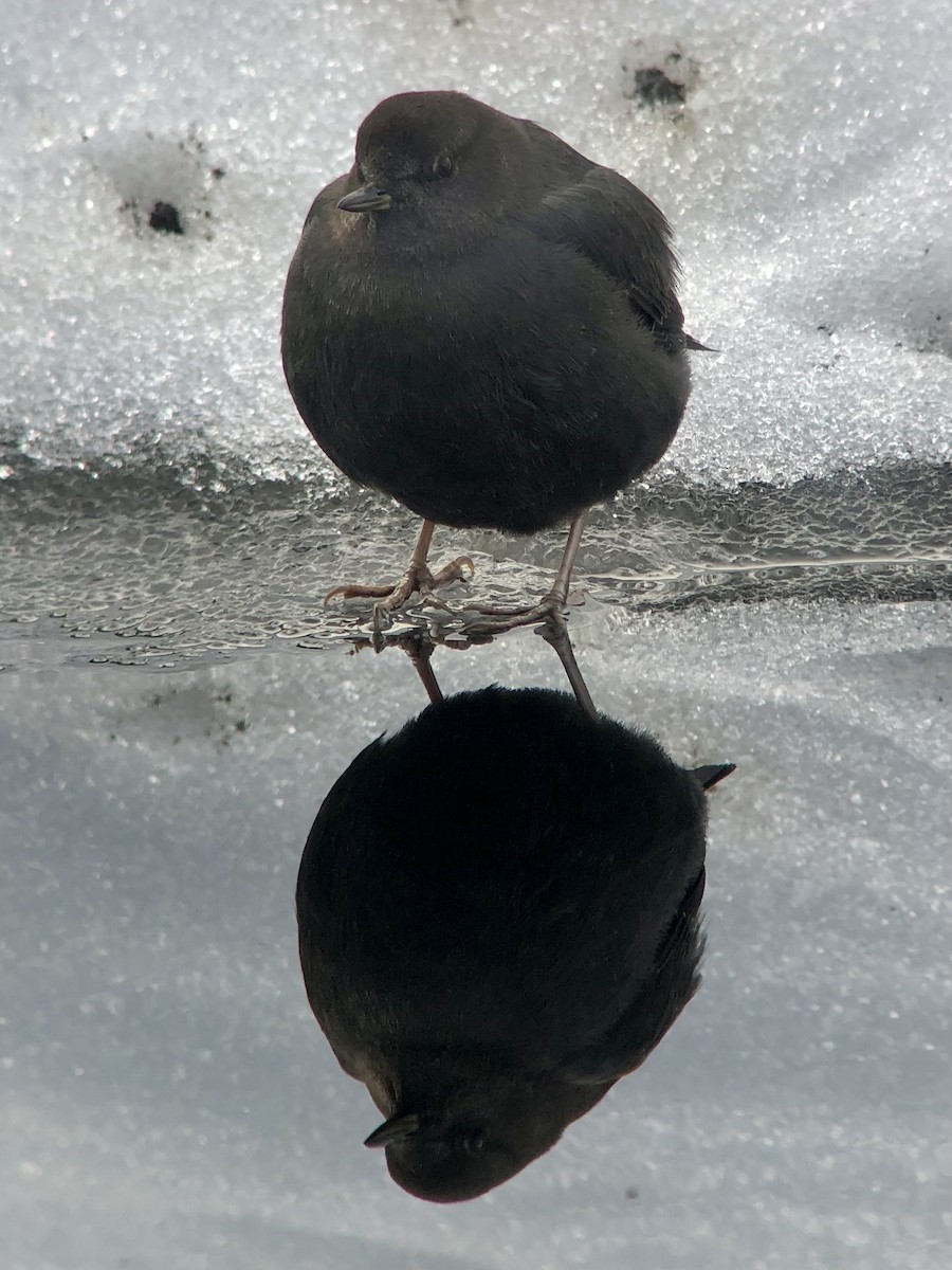 American Dipper - ML409136301