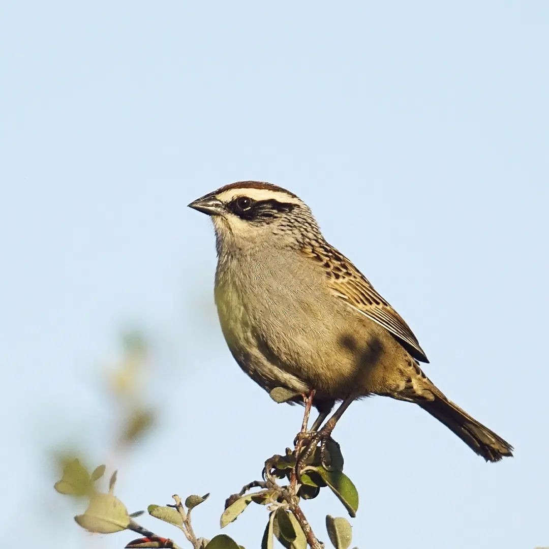 Striped Sparrow - ML409137171