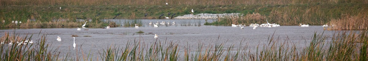 American White Pelican - ML409137731