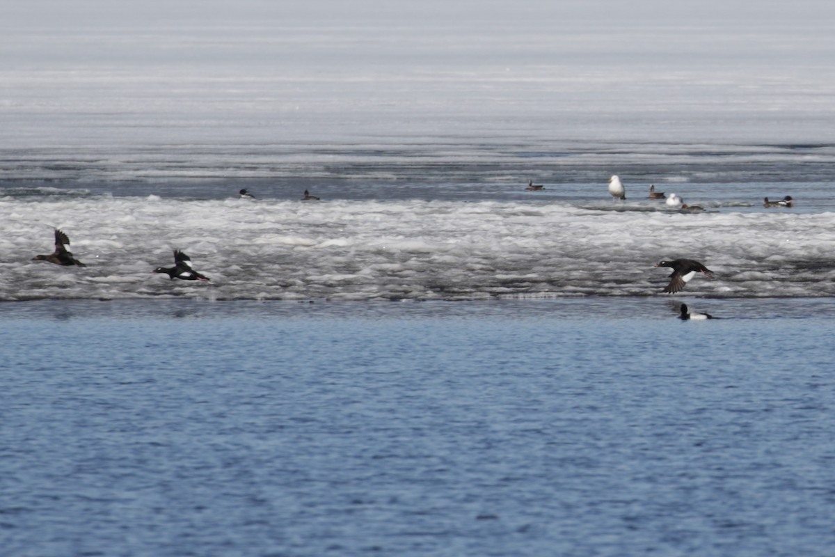 White-winged Scoter - ML409138401