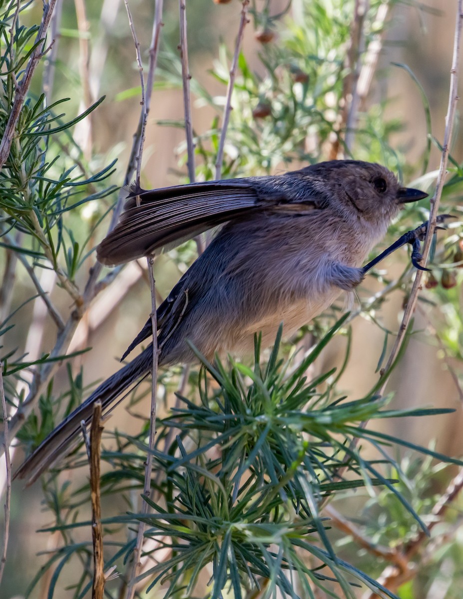 Bushtit - ML409138921