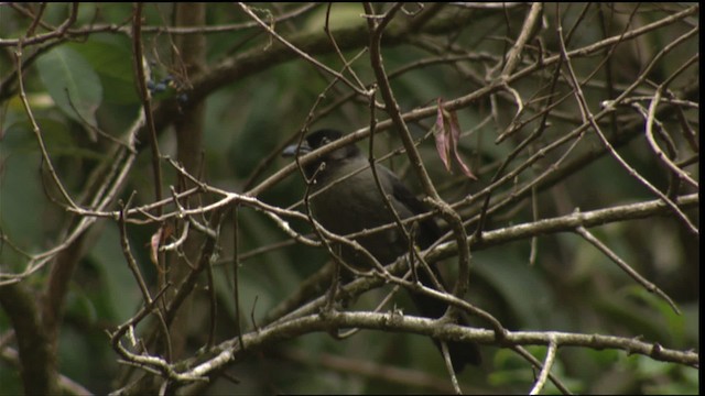 Yellow-thighed Brushfinch - ML409139