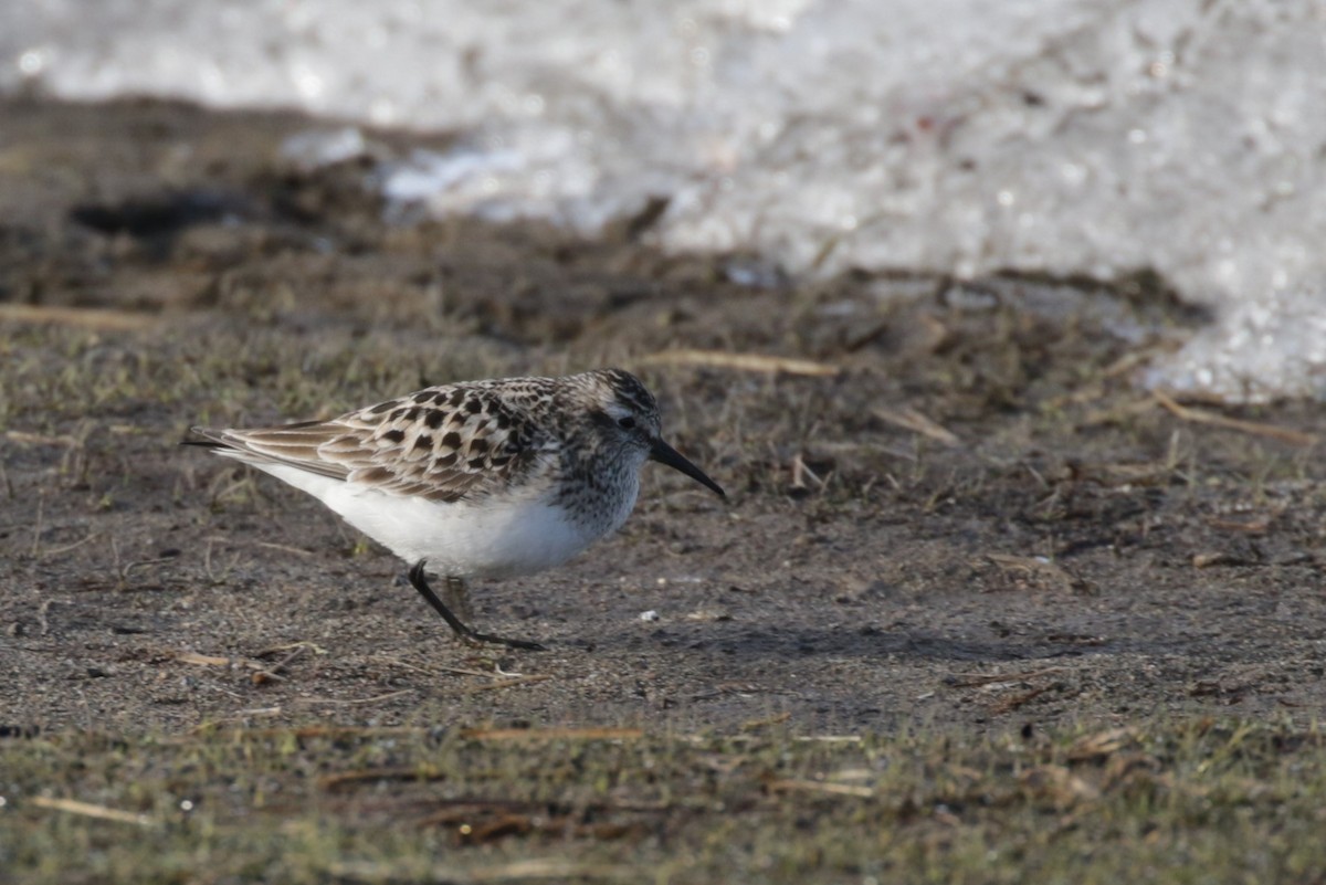 Baird's Sandpiper - ML409139381