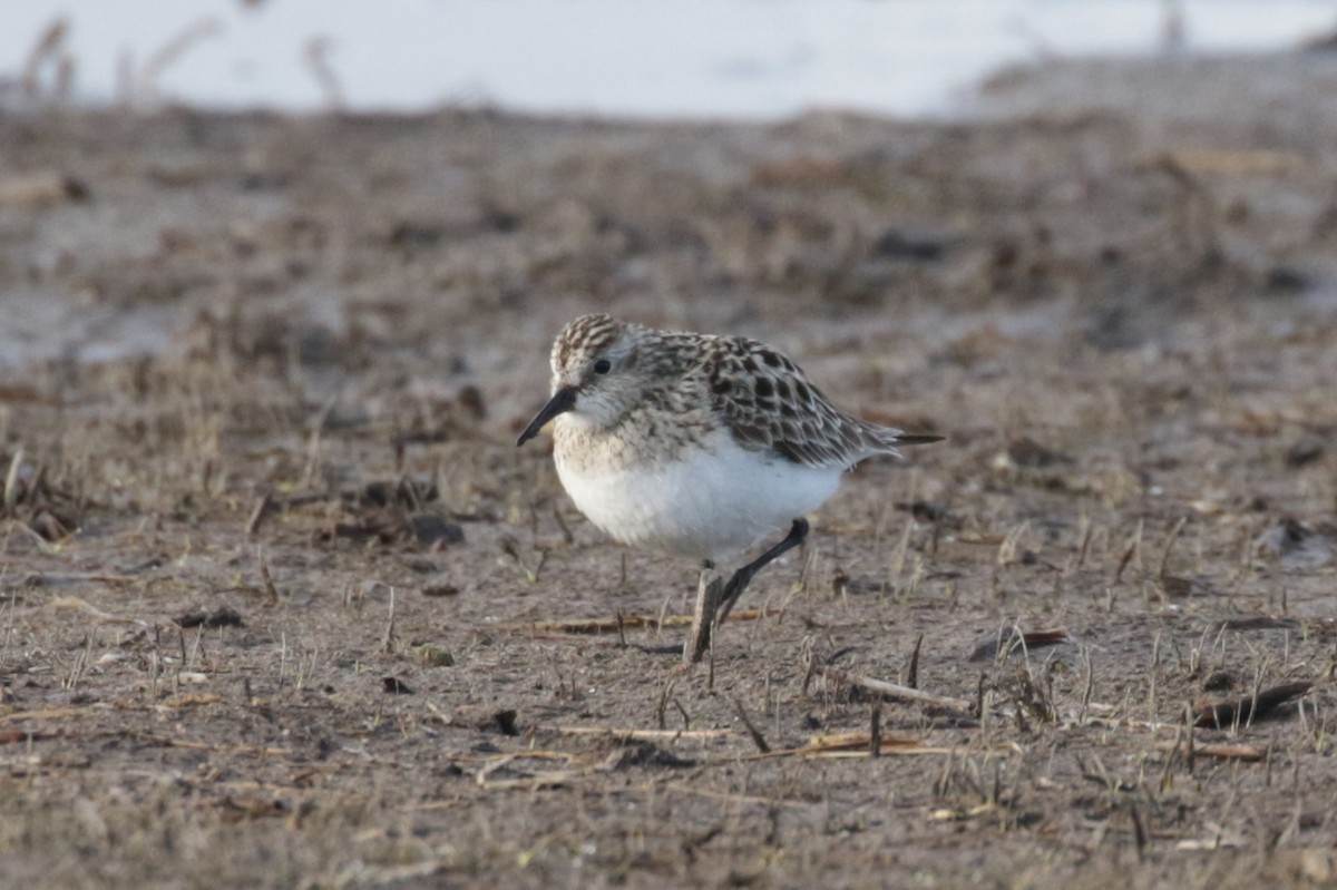 Baird's Sandpiper - ML409139551