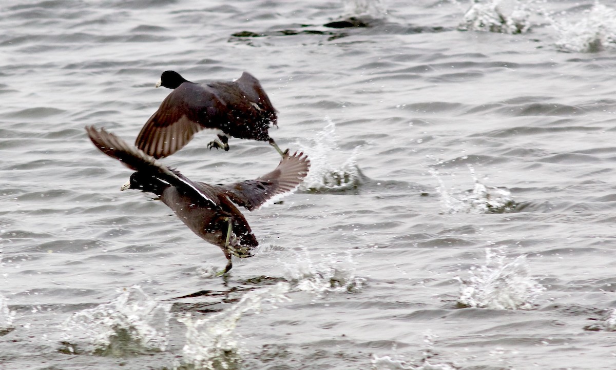 American Coot - ML40913971