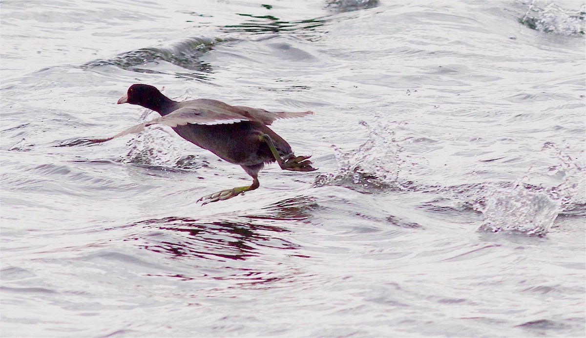 American Coot - ML40913981