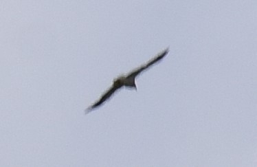 Alimoche Común - ML409140991