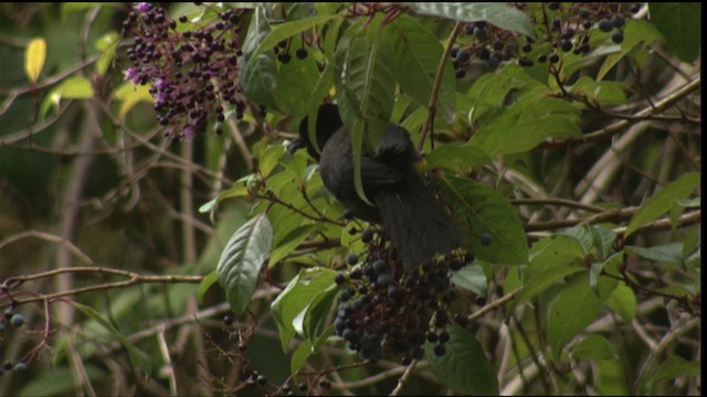 Yellow-thighed Brushfinch - ML409141