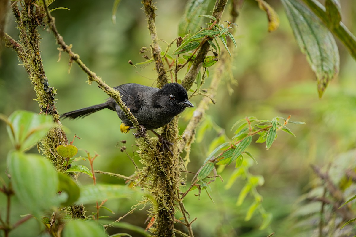 Yellow-thighed Brushfinch - ML409141571