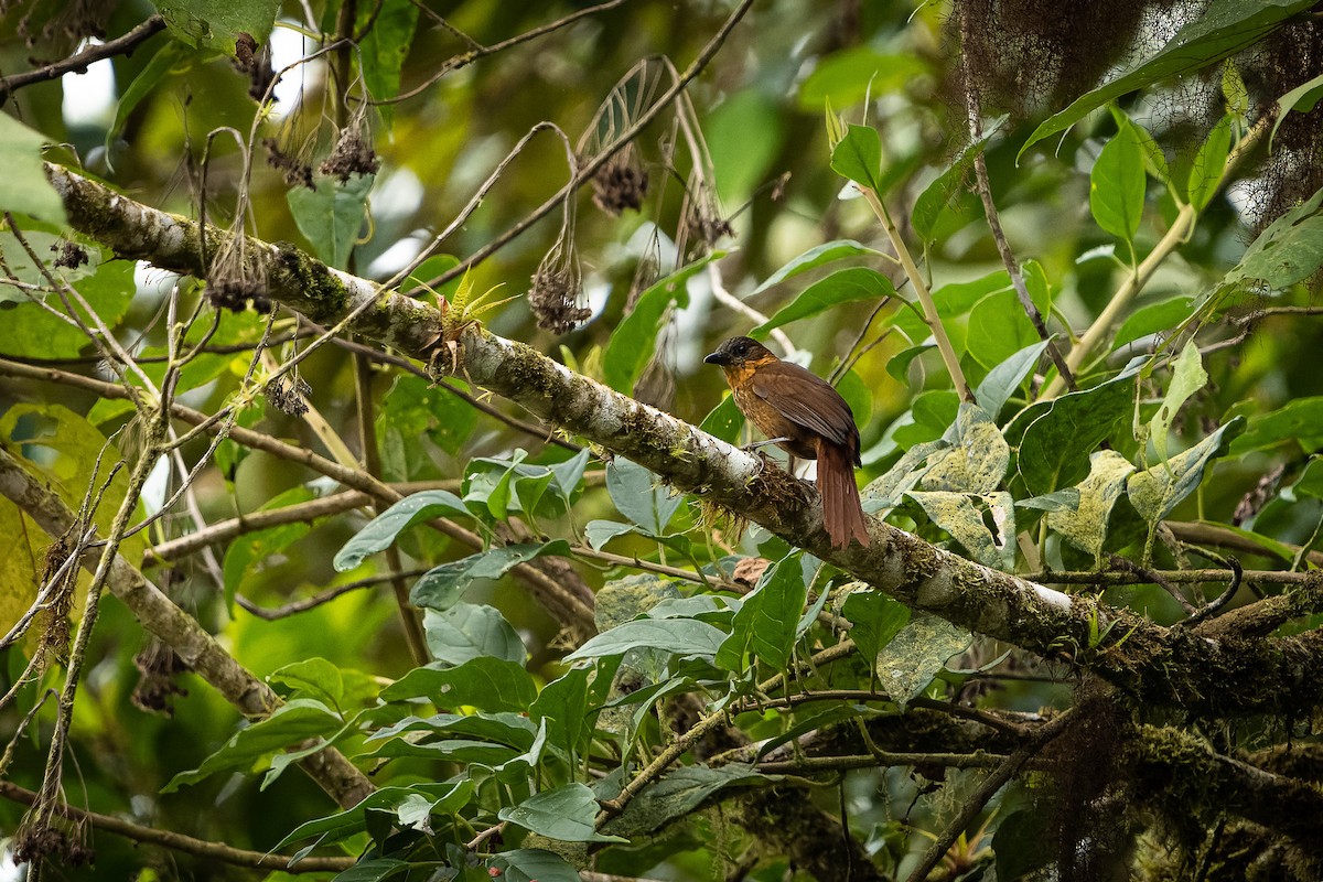 Streak-breasted Treehunter - Eddy Chacon