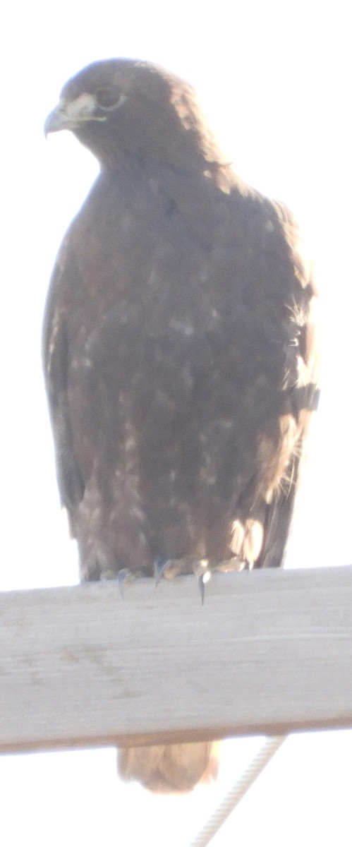 Red-tailed Hawk - ML409142661