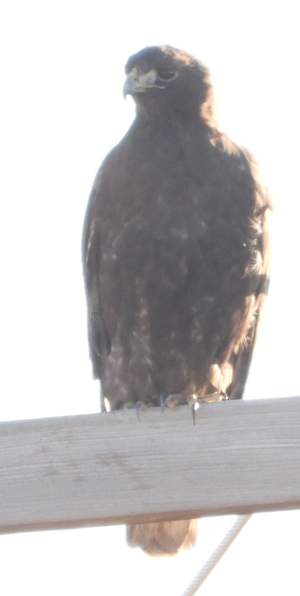 Red-tailed Hawk - ML409142671