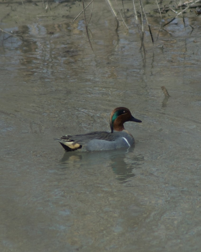 Green-winged Teal - Caleb O'Rear