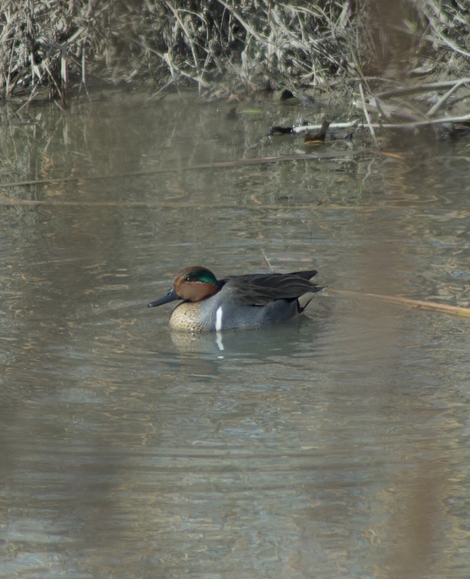 Green-winged Teal - ML409142701