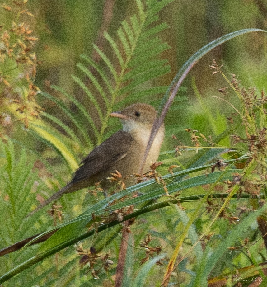 Thick-billed Warbler - ML409143501