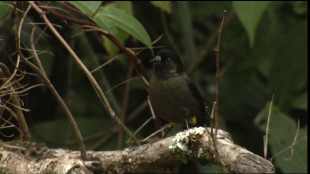 Yellow-thighed Brushfinch - ML409144