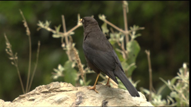 Sooty Thrush - ML409145