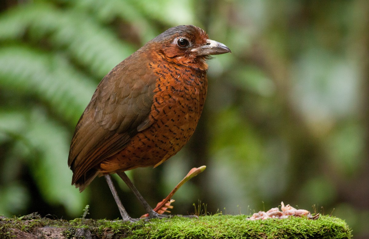 Giant Antpitta - ML40914551