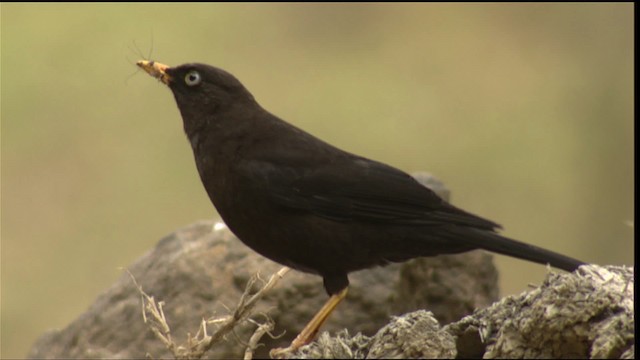 Sooty Thrush - ML409146