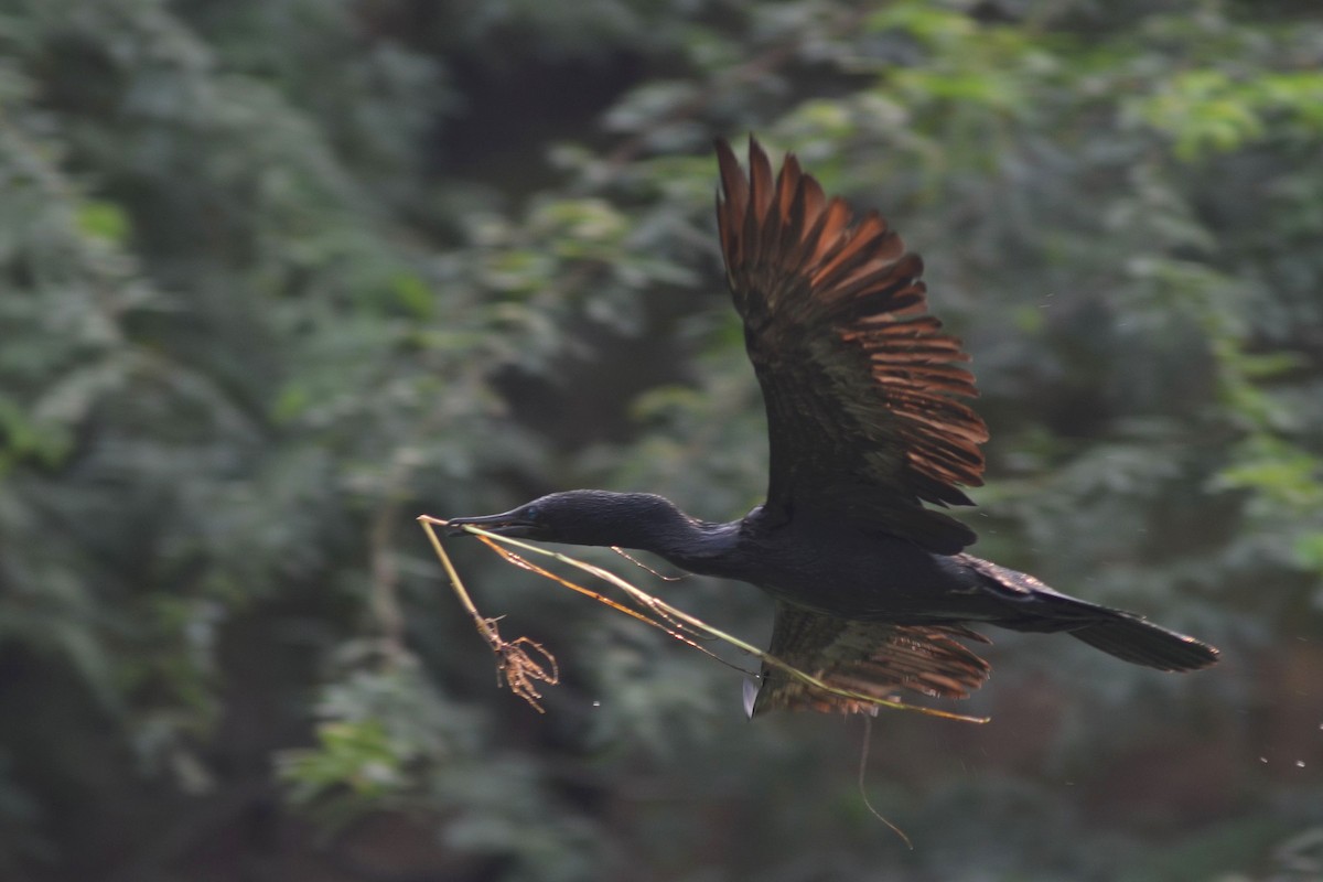 Little Cormorant - ML409150681