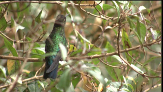 kolibřík fialovohlavý - ML409154