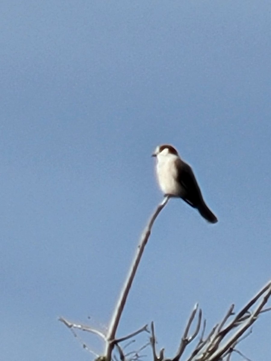 Canada Jay - ML409154011