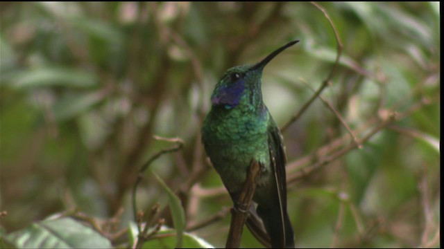 Colibri cyanote (cabanidis) - ML409155