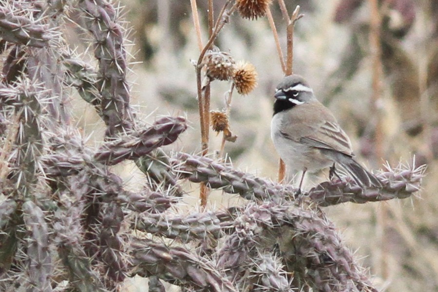 Black-throated Sparrow - ML409156441