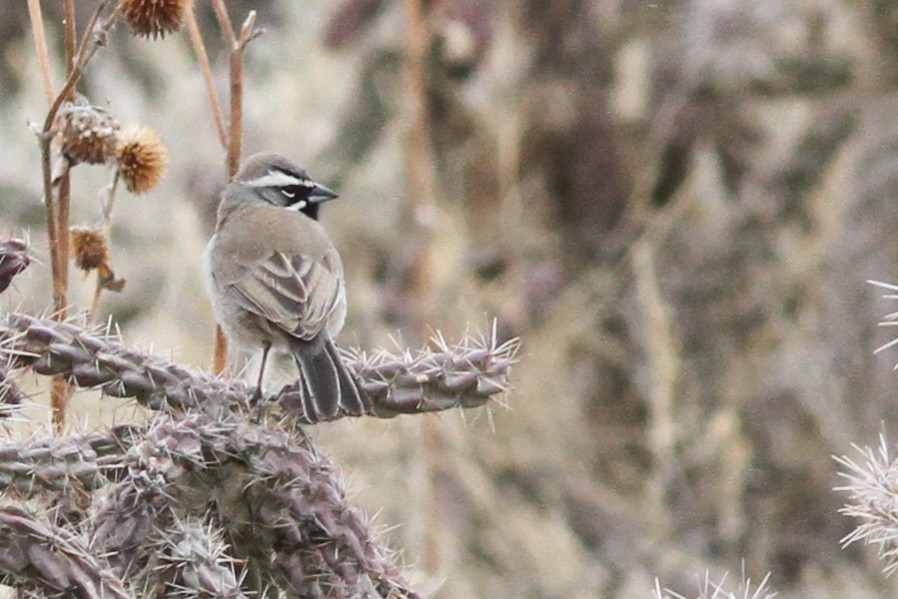 Black-throated Sparrow - ML409156451