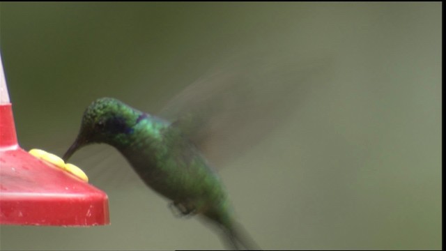 Lesser Violetear (Costa Rican) - ML409157